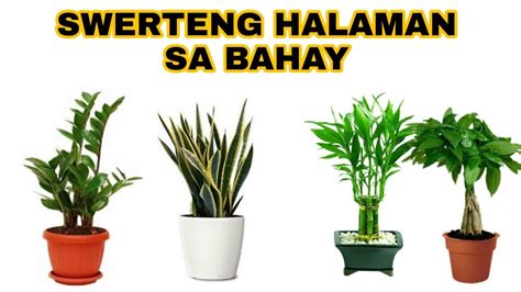 Masama ba ang welcome plant sa bahay